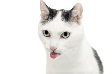 Kot wymiotuje  koci pysk z wystawionym językiem z bliska - obrazy, fototapety, plakaty