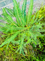 Tianjing is an annual herbaceous plant that grows in paddy fields, water ditches and other moist and low levels, and can be used as a traditional Chinese medicine.