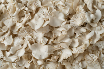 A stunning top view of beautiful white oyster mushrooms creates a captivating mushroom background texture.