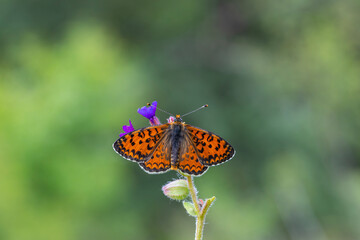 Fototapeta na wymiar Beautiful iparhan butterfly ; Melitaea trivia ( Syriaca )