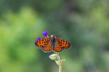 Beautiful iparhan butterfly ; Melitaea trivia ( Syriaca )