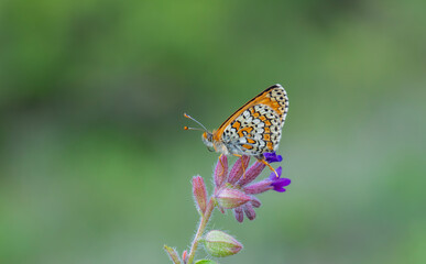 Red butterfly on flower, Glanville Fritillary, Melitaea cinxia
