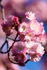 Japanese cherry blossom