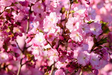 Japanese cherry blossom