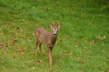 biche 1