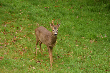 biche 2