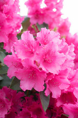 rhododendron blossom dark pink, vertical shot
