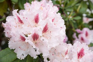 rhododendron blossom two-toned white and pink