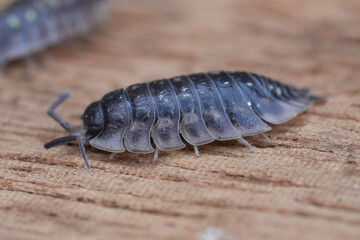 Closeup on a common shiny woodlouse, Oniscus asellus sitting on wood