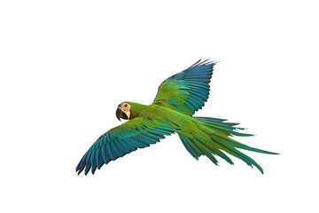 Colorful flying Chestgold Macaw parrot isolated on transparent background png file