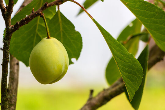 Yellow plums ripen on a tree branch in green foliage outdoors in the garden in summer
