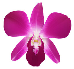 Purple Thai Orchid PNG Element for Design Illustration.