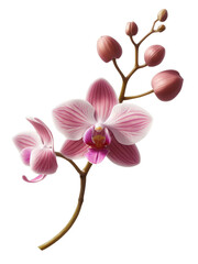 Orchid bouquet PNG Element for Design Illustration.