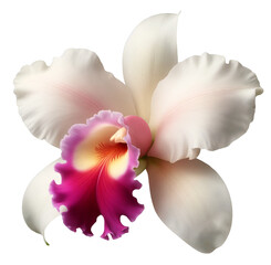 White Cattleya Orchid PNG Element for Design Illustration.