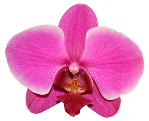 Pink Orchid PNG Element for Design Illustration.