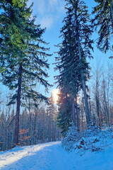Sun Shining Through Snow-Covered Trees - 770436876