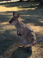 Fototapete Rund kangaroo in the zoo © Jam-motion