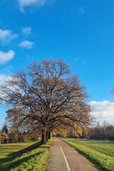 Large Tree Alongside Road, branches - 770437674