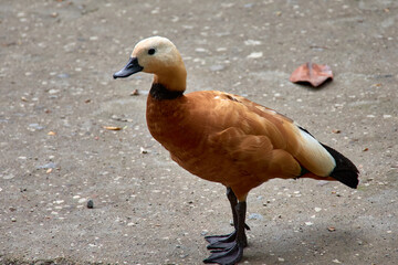 Ogar, red duck, Tadorna ferruginea walks in the park in spring and summer.