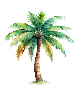 coconut palm tree watercolor illustration of a tree.