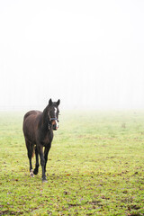 horse on the meadow morning fog myst