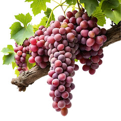 Fototapeta premium fresh grapes with leaves isolated