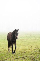 horse on the meadow morning fog myst