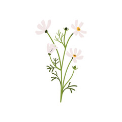 Cosmos flower, floral branch. Spring field bloom. Gentle delicate fragile wildflower. Beautiful blossomed summer flora. Botanical flat graphic vector illustration isolated on white background