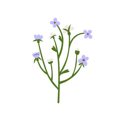 Forget-me-nots flower branch. Spring field floral plant. Delicate gentle wildflowers. Meadow bloom, blossomed myosotis stem. Botanical flat graphic vector illustration isolated on white background - 770444279