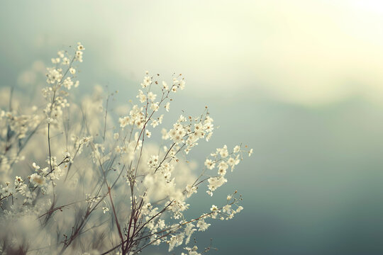 horizontal image of small white flowers in a blurred ethereal context, blurred background, copy space