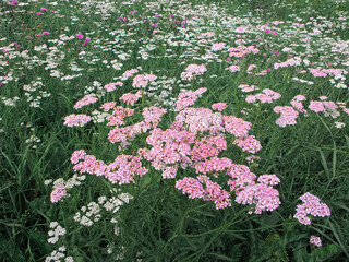 Pink and white yarrow with dark green leaves