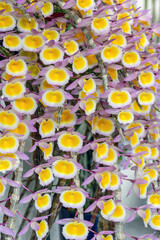 Dendrobium polyanthum 'Left Fuji' a species orchid cultivar