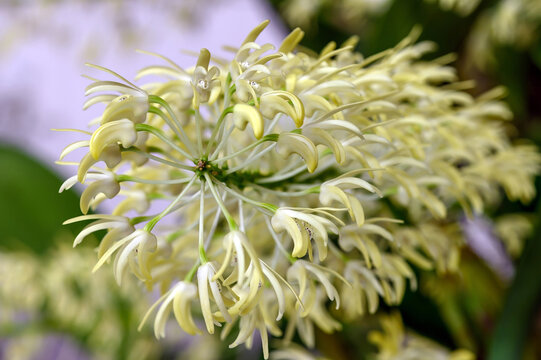 Dendrobium speciosum 'Shiranami', a cultivar of an Australian orchid species