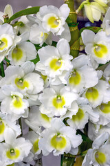 Dendrobium Misty Queen 'Laka' a white and yellow hybrid orchid nobile type
