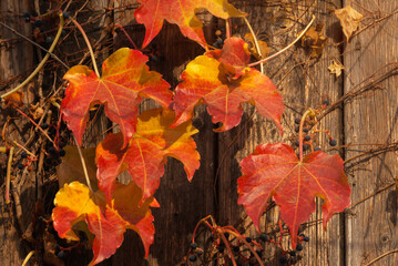Autumn composition. dried leaves. Autumn elegant concept. Close up
