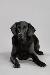 Fototapeta premium black labrador retriever type dog lying in the studio on a gray background