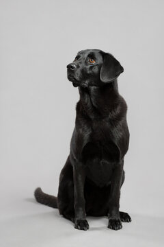 black labrador retriever type dog sitting in the studio on a gray background