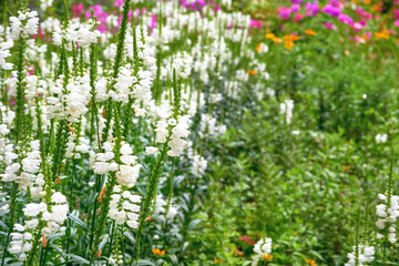 Young blooming white Physostegia virginiana flowers for landscaping, gardening