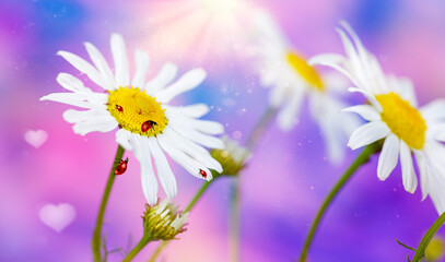 White daisies and crawling ladybugs in sunlight .Beauty natural background in blue and pink tones with soft focus. Close up
