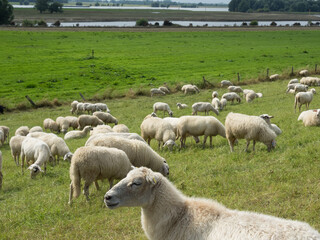 Obraz premium Sommerzeit am Rheindeich bei Bislich
