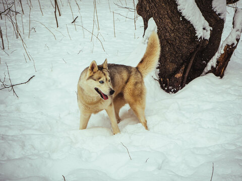 Laika, husky plays in the winter forest in the snow among trees