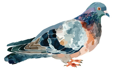 Wedding pigeon Watercolor Flat vector isolated on white