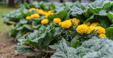 Fototapeta na wymiar Bright yellow marigolds growing in a flower bed among green leaves