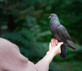 A pigeon sitting on a woman's outstretched arm