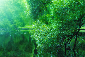Fabulous summer landscape with a weeping willow by the pond - obrazy, fototapety, plakaty