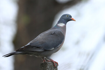 Common wood pigeon, Columba palumbus
