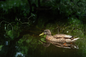 Fototapeta premium A wild mallard duck swims on a summer pond in a city park.