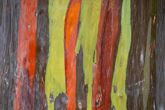 Closeup view of the colorful bark of eucalyptus deglupta aka rainbow eucalyptus, Mindanao gum or rainbow gum - a natural background