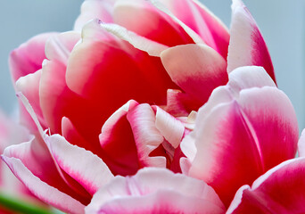 pink background from one bud of a blooming tulip columbus