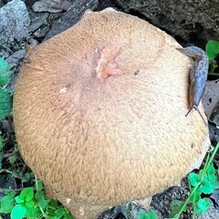 mushrooms on a tree